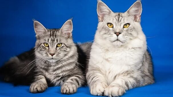 Maine Coon