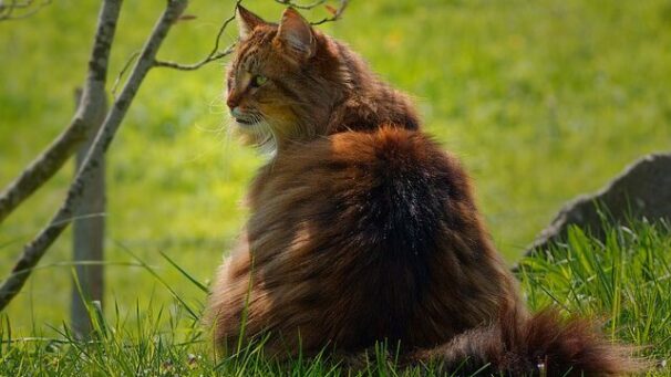 Norwegian Forest Cat