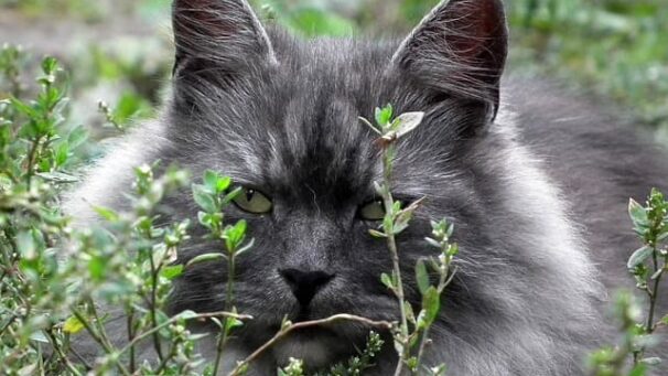 Siberian Cat