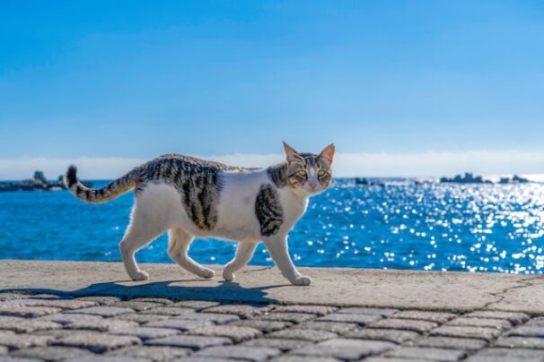 8 Most Popular Feline Breeds Worldwide