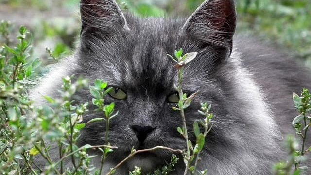cat