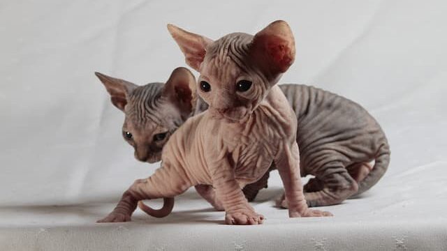 cat's