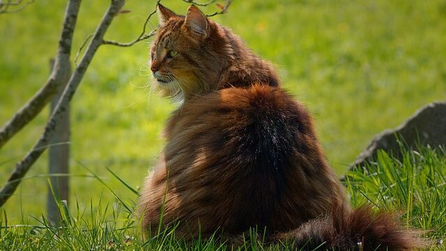 cat