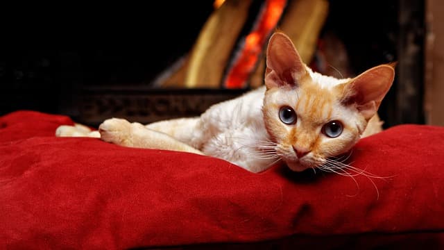 cat