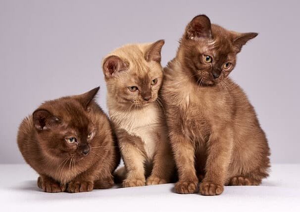 kittens